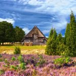 Heideblüte, lizensiert bei Adobe Stock