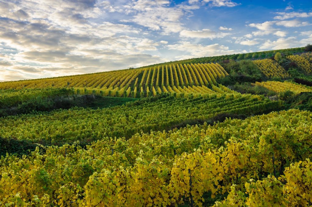 Rheingau, lizensiert bei Adobe Stock