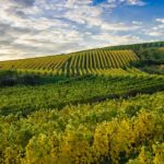Rheingau, lizensiert bei Adobe Stock