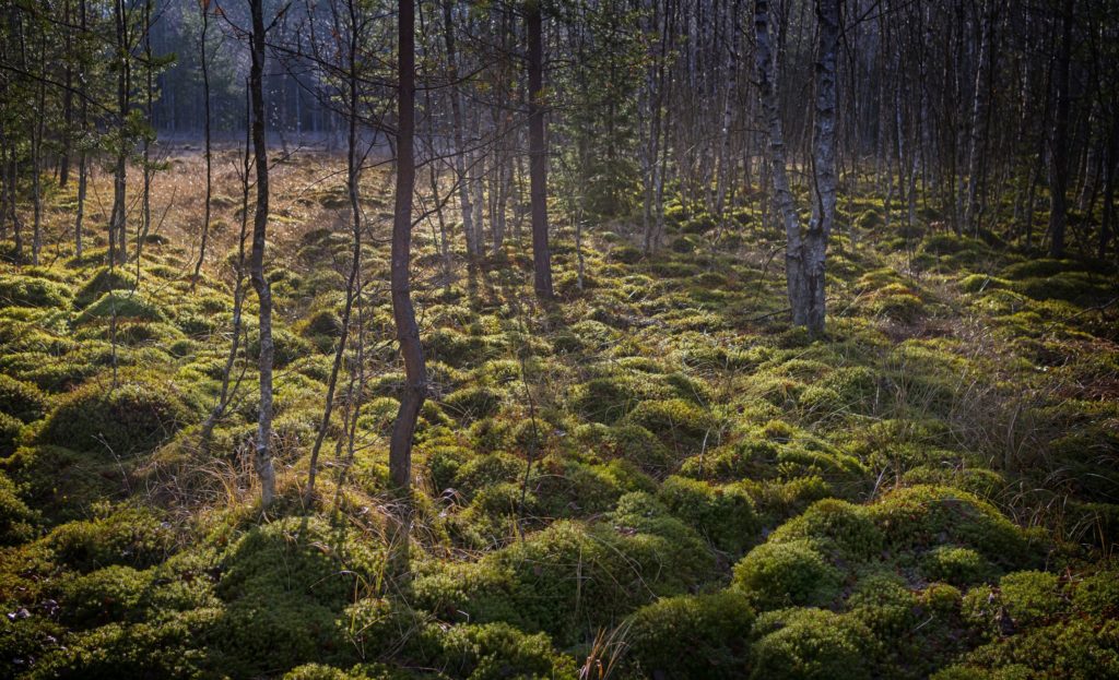 Emsland Nationalpark, lizensiert bei Adobe Stock