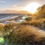 Dünengräser, lizensiert bei Adobe Stock