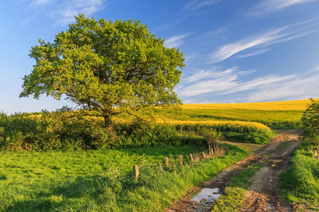 Landschaft Holstein, lizensiert bei Adobe Stock