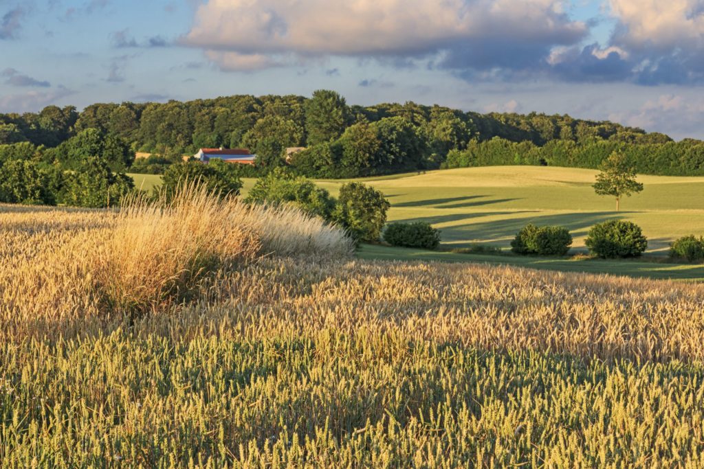 Weizenfeld Holstein, lizensiert bei Adobe Stock